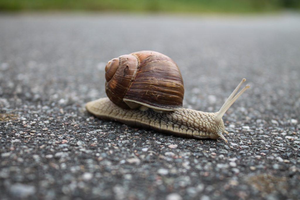 Slow Website Like a Snail