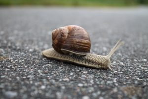 Slow-Website-Like-a-Snail-300x200.jpg